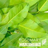 Organic Bay essential oil